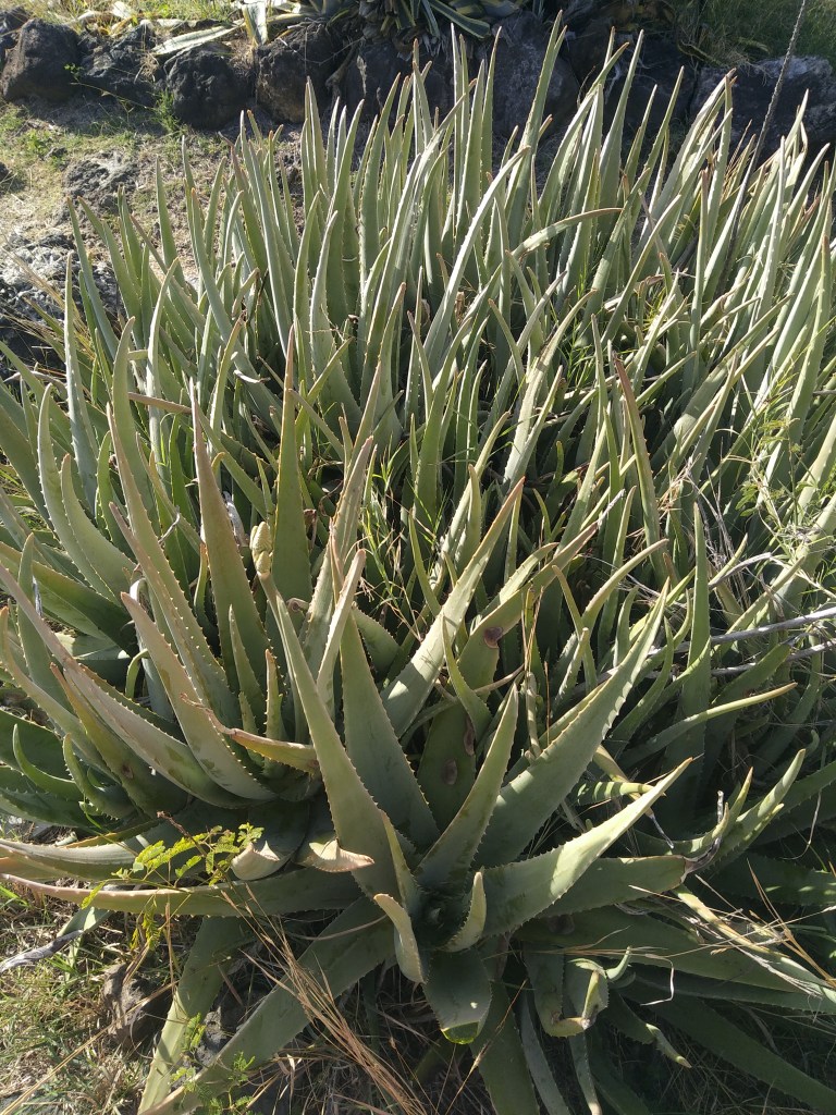 Rostlina Aloe Vera na ostrově Réunion