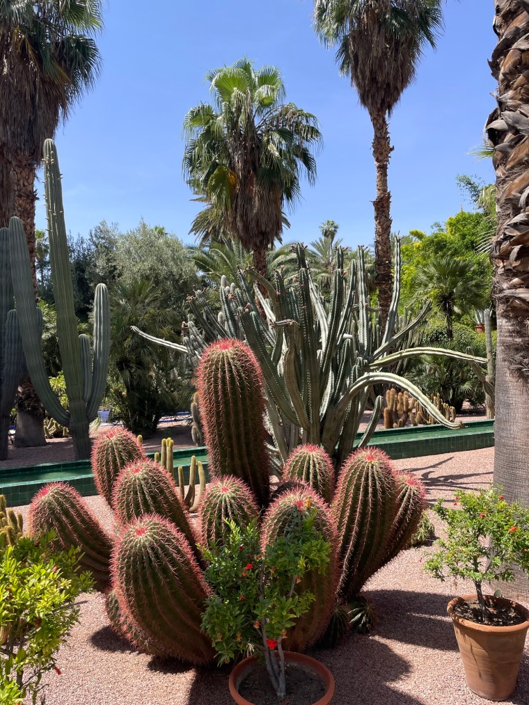 Rostliny, Zahrada Jardin Majorelle