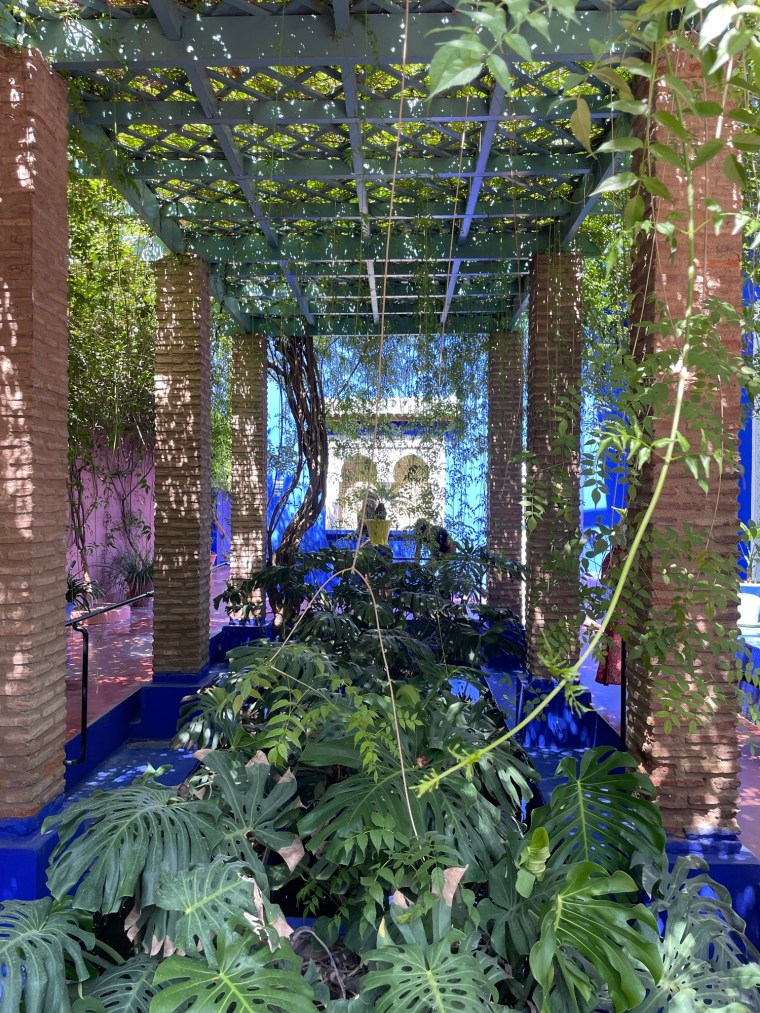 Rostliny, palmy, kaktusy, Zahrada Jardin Majorelle