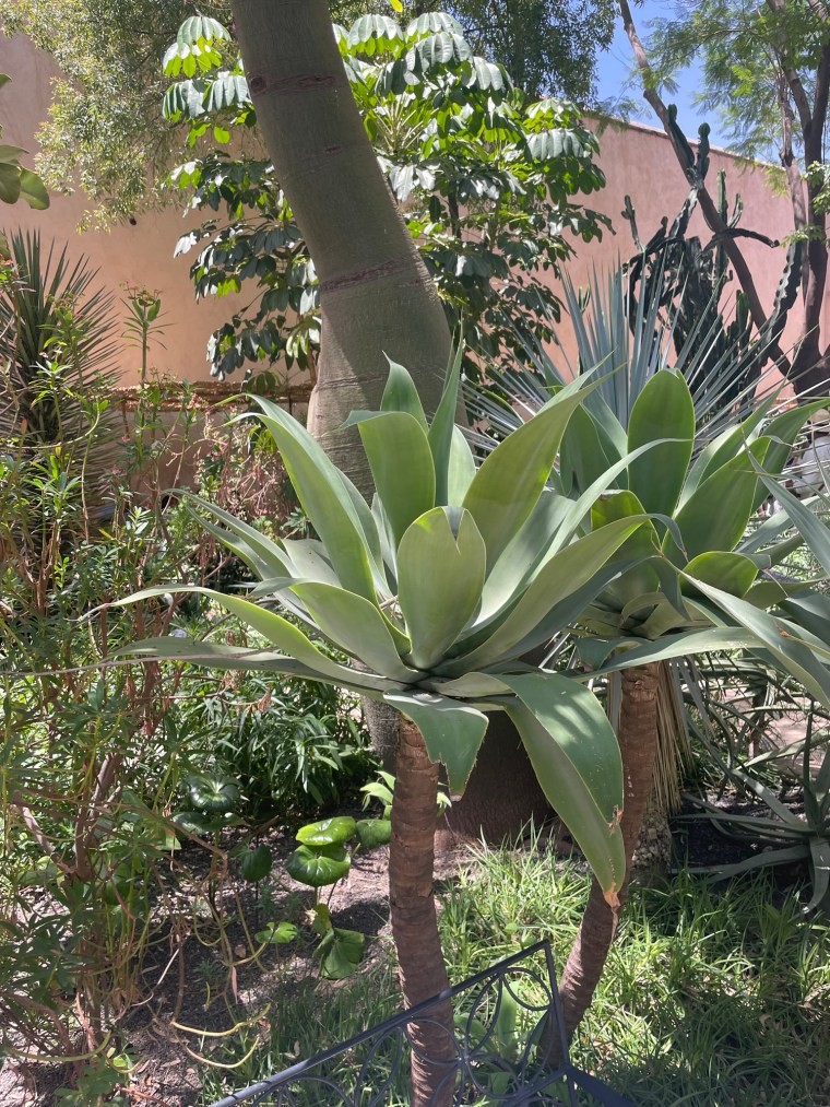 Stromy, rostliny, zahrada Le jardin secret